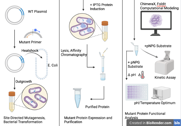 W123Y BglB Variant, Graphical Abstract